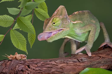 chameleon eating