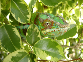 chameleon care guide