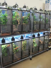 Chameleon hotsell enclosure setup