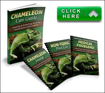 Cool Climate Chameleon Care Sheet: Food, Habitat & Health