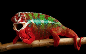 Frequently Asked Questions About Panther Chameleon Care