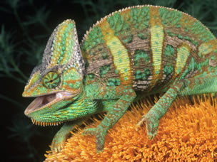 chameleon care guide